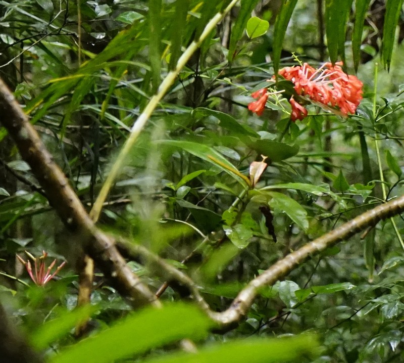 Rhododendron crassifolium photo 5