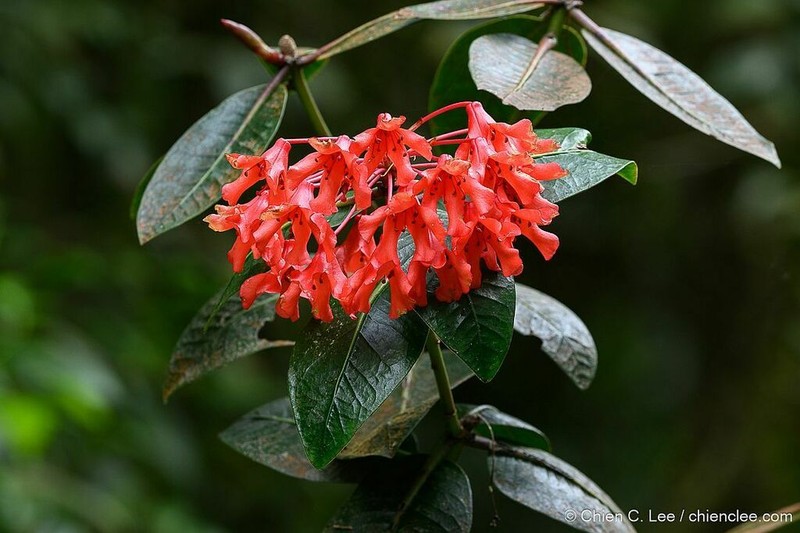 Rhododendron crassifolium photo 6