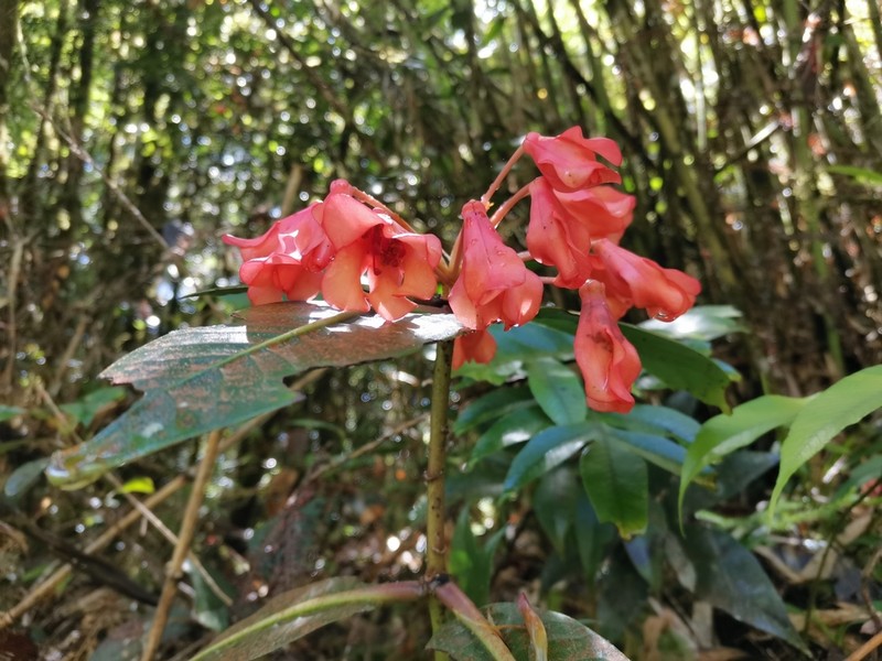 Rhododendron crassifolium photo 7