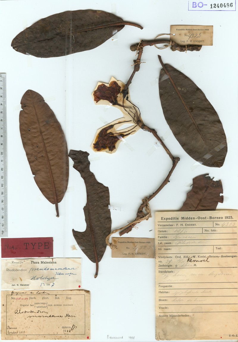 Rhododendron crassifolium var. pseudomurudense photo 3