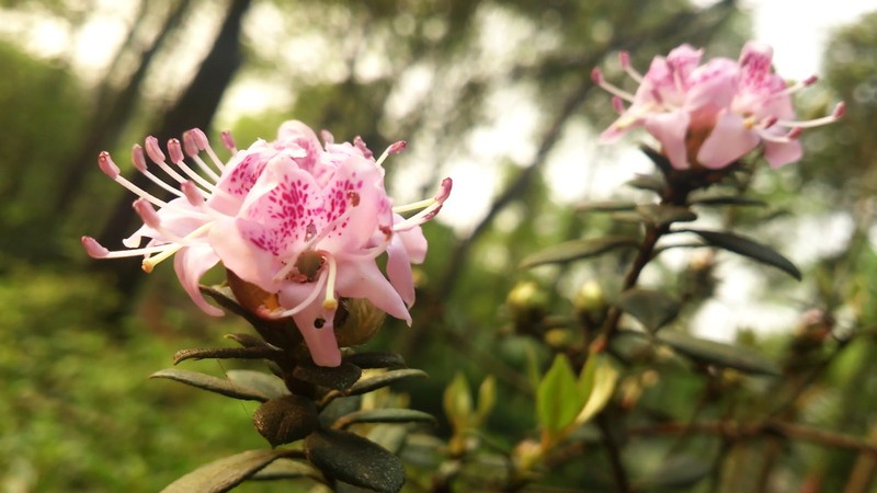 Rhododendron crassimedium