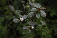 Rhododendron crassum