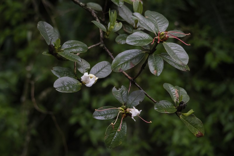 Rhododendron crassum