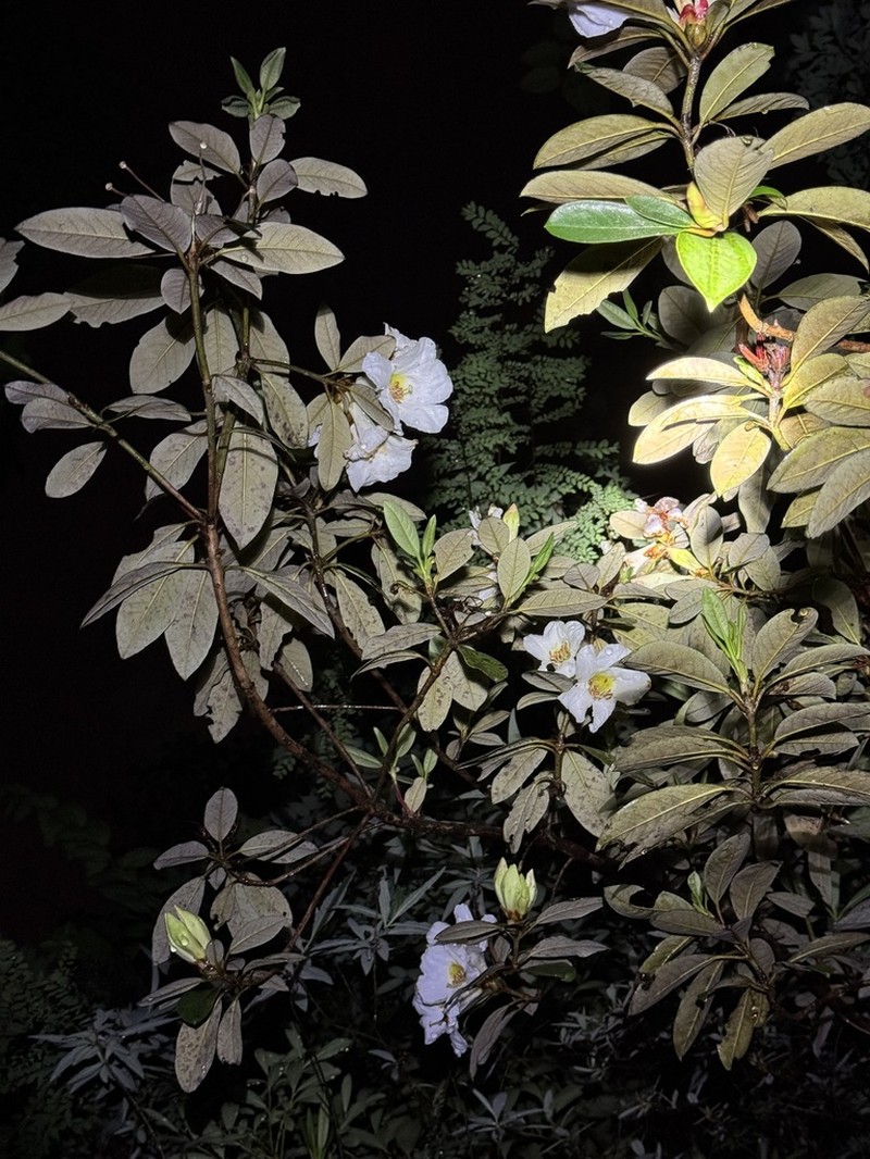 Rhododendron crassum photo 2