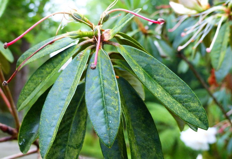 Rhododendron crassum photo 3