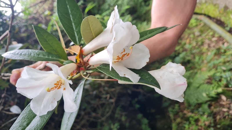 Rhododendron crassum photo 4