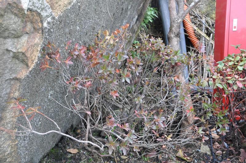 Rhododendron crenulatum