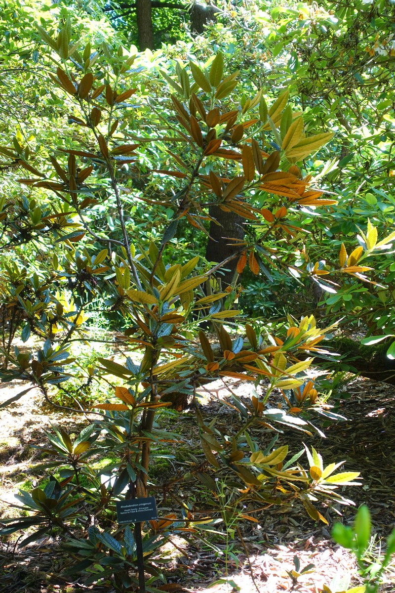 Rhododendron crinigerum