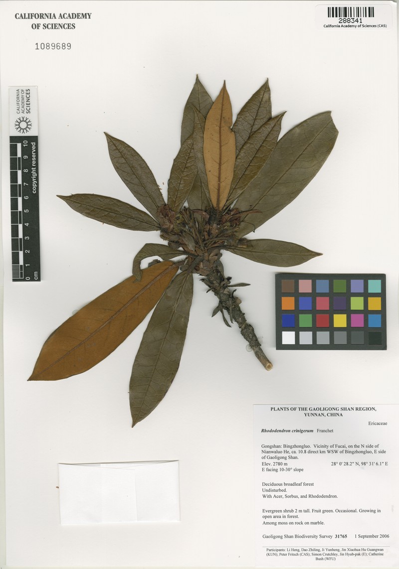 Rhododendron crinigerum photo 2