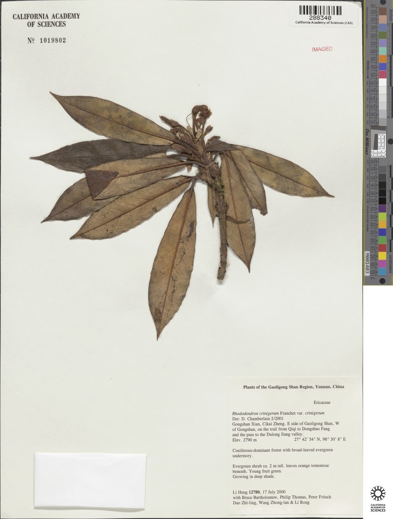 Rhododendron crinigerum var. crinigerum