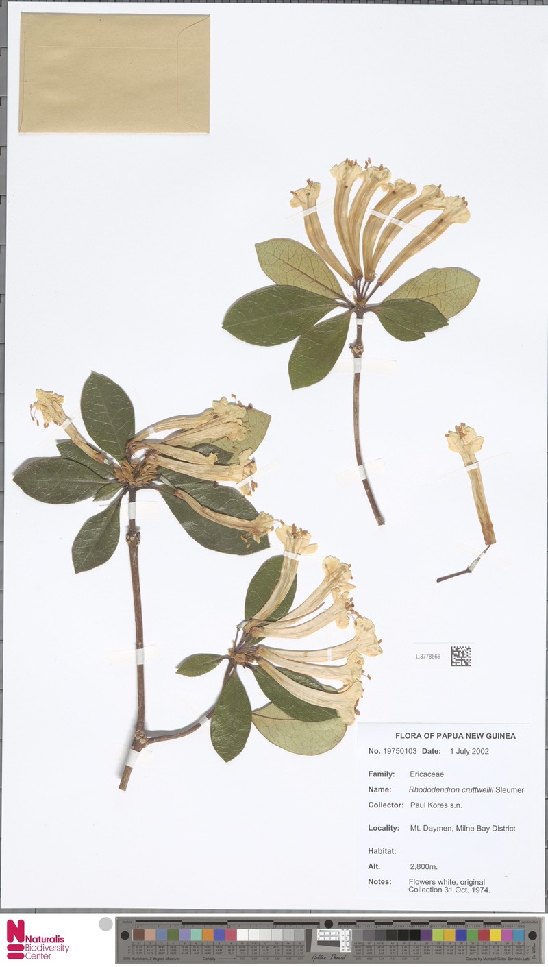 Rhododendron cruttwellii