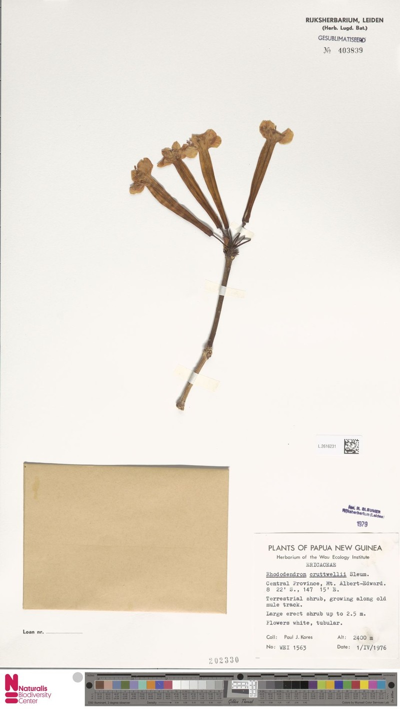 Rhododendron cruttwellii photo 2