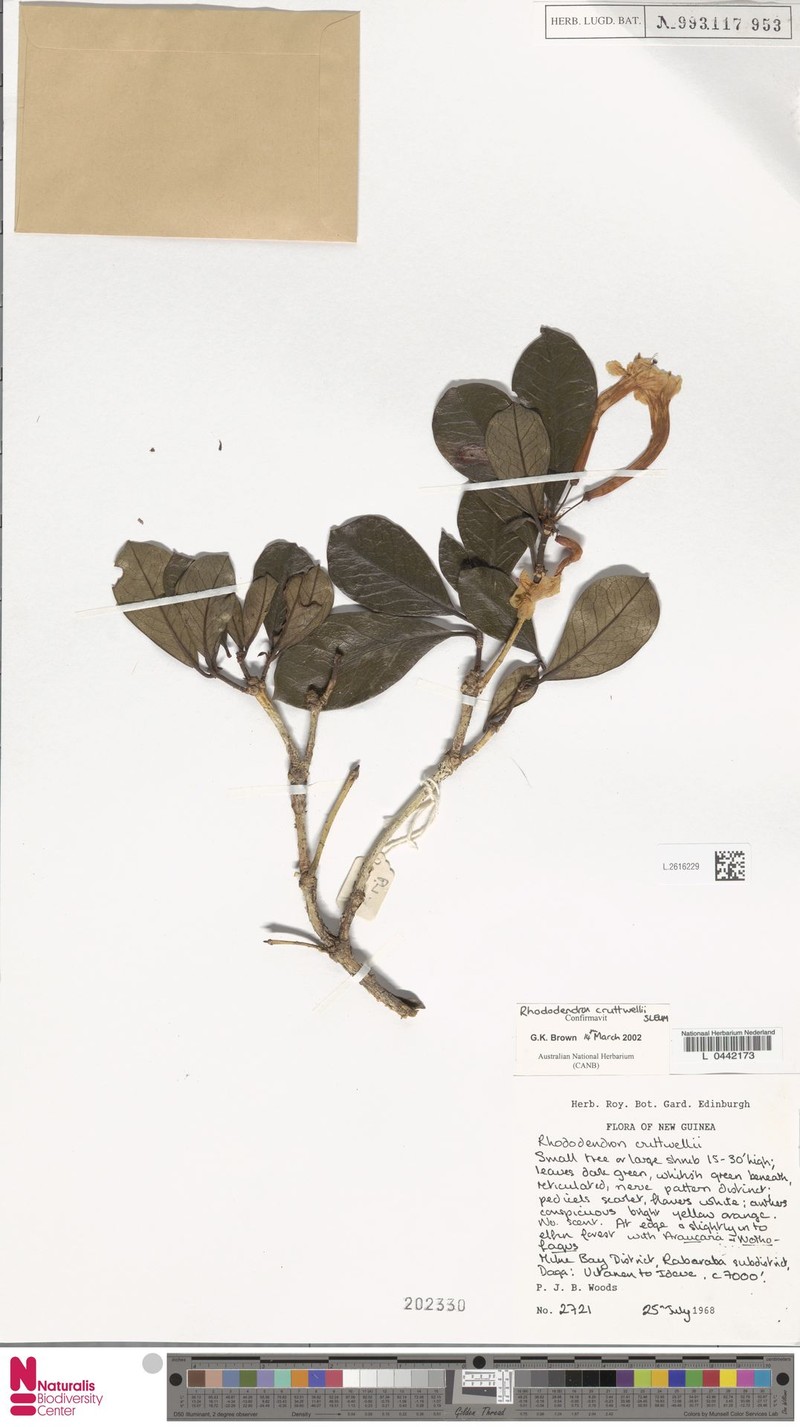 Rhododendron cruttwellii photo 3