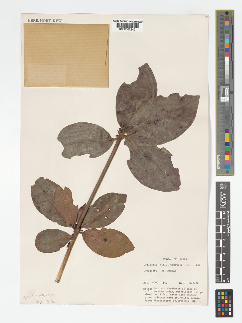 Rhododendron cruttwellii photo 4