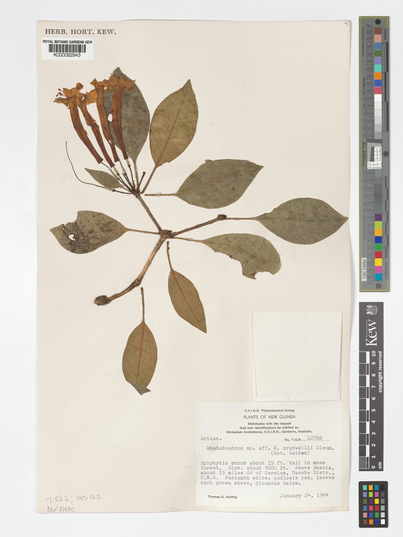 Rhododendron cruttwellii photo 5