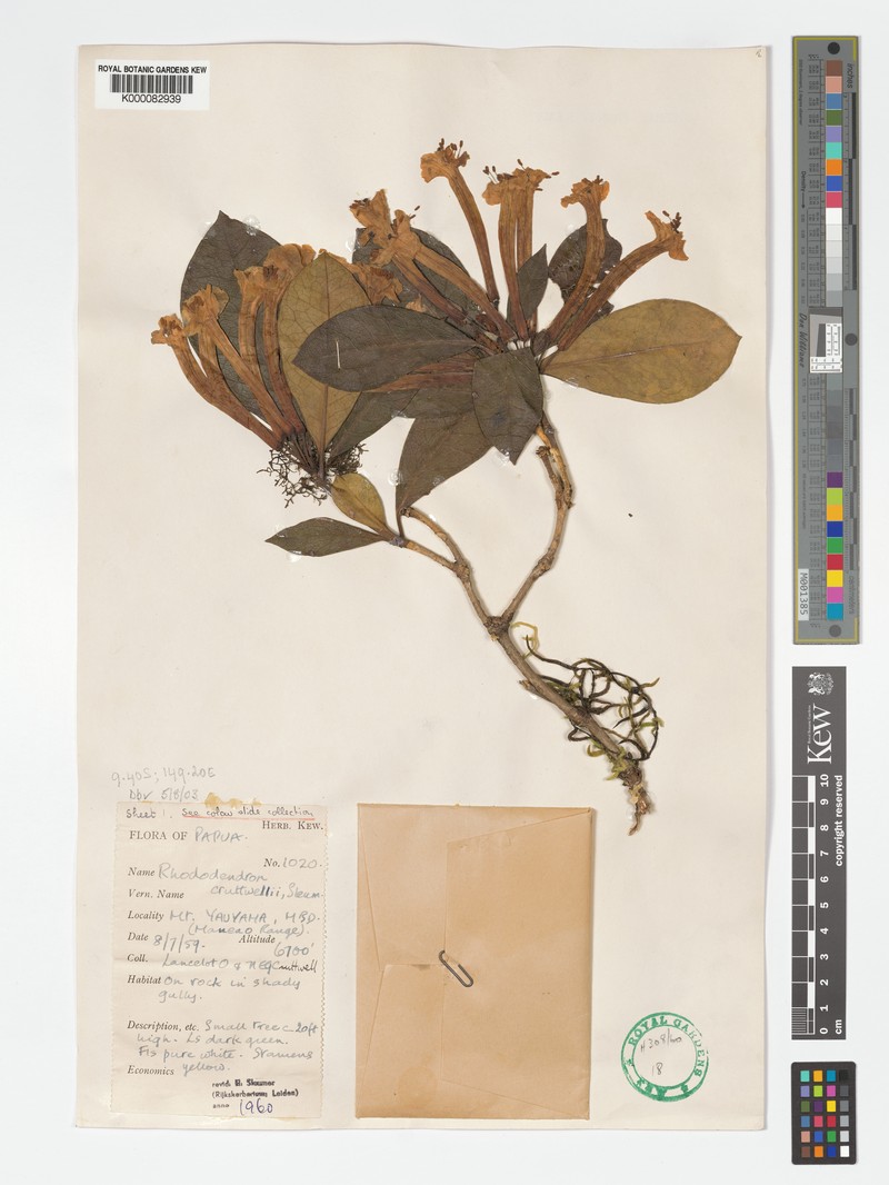 Rhododendron cruttwellii photo 6