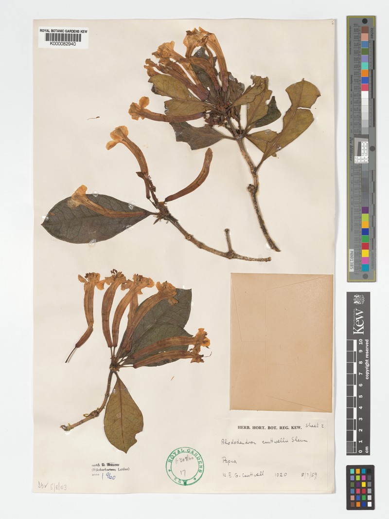 Rhododendron cruttwellii photo 7
