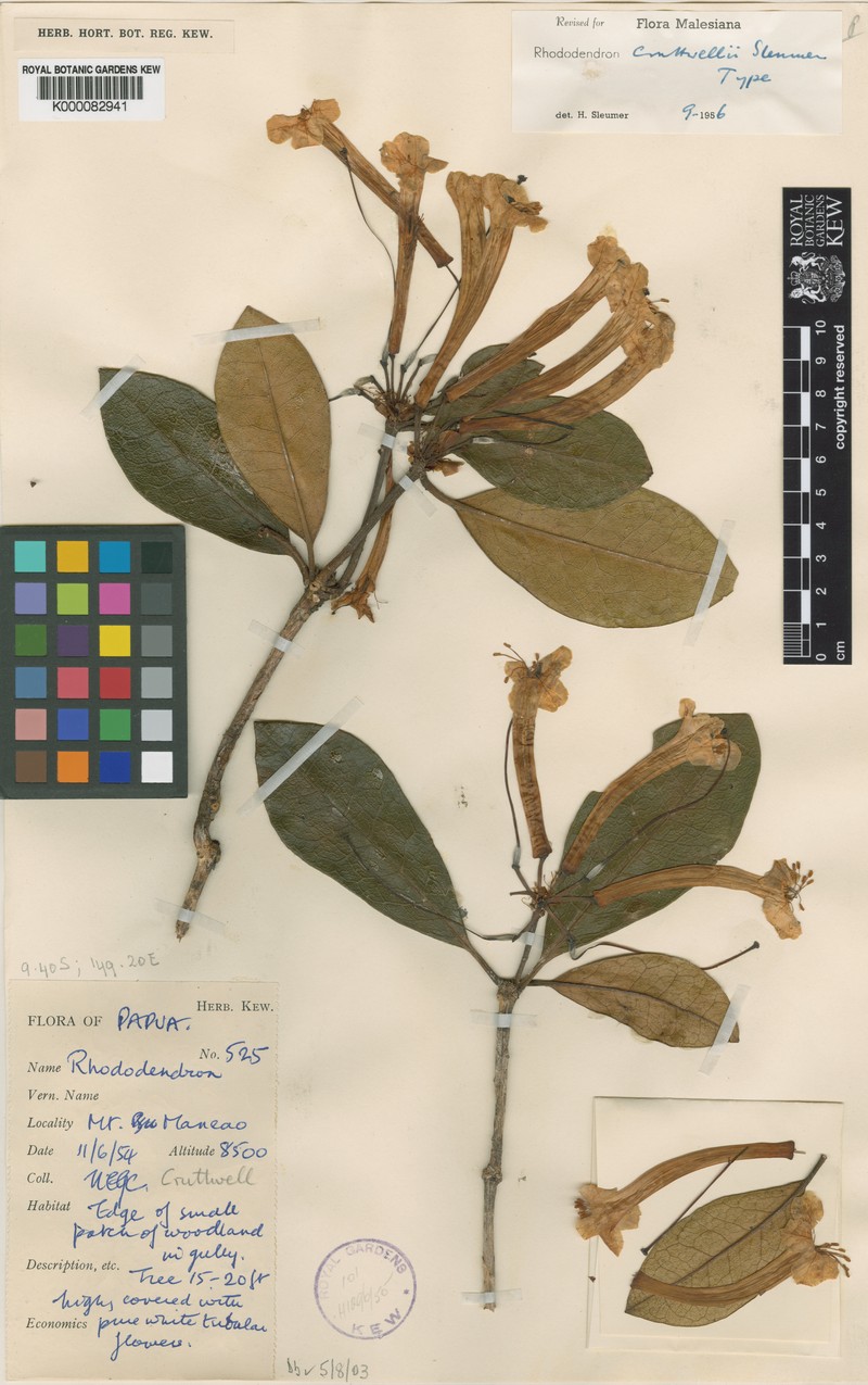 Rhododendron cruttwellii photo 8