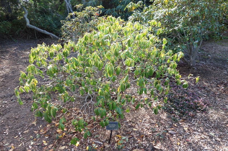 Rhododendron cuffeanum
