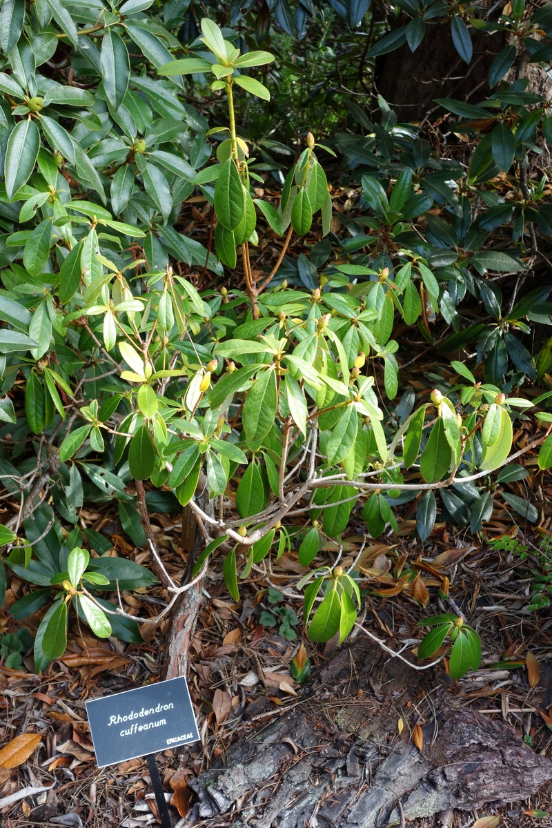 Rhododendron cuffeanum photo 3
