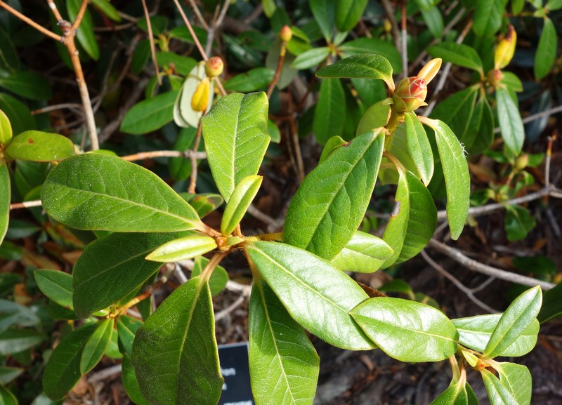 Rhododendron cuffeanum photo 4