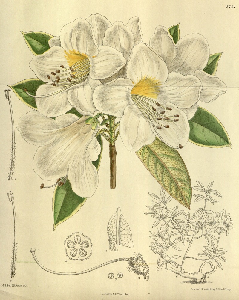 Rhododendron cuffeanum photo 5