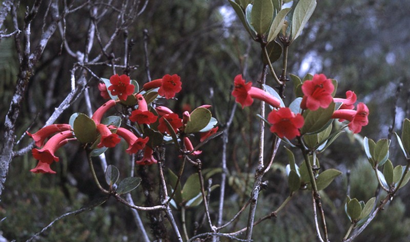 Rhododendron culminicola photo 2