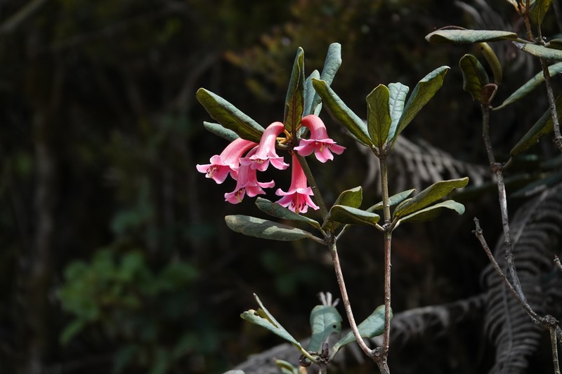 Rhododendron culminicola photo 5