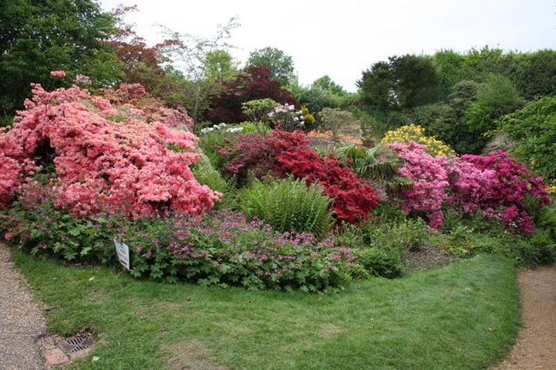 Cumberland Rhododendron photo 2
