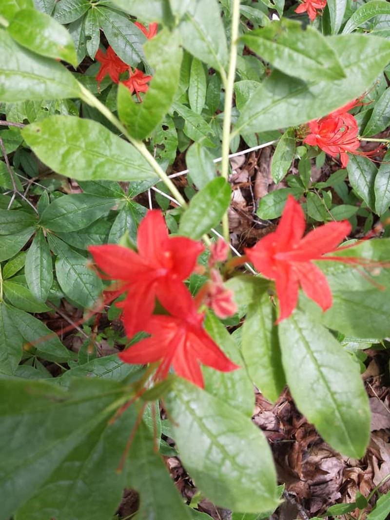Cumberland Rhododendron