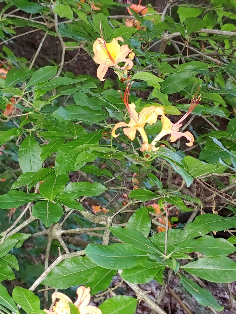 Cumberland Rhododendron photo 3
