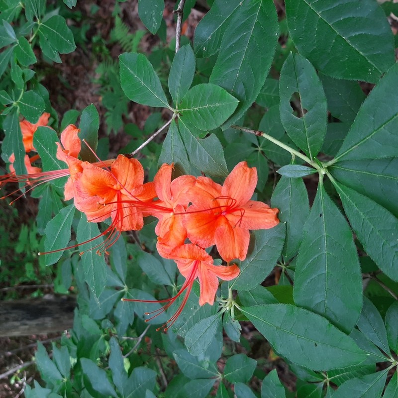 Cumberland Rhododendron photo 4