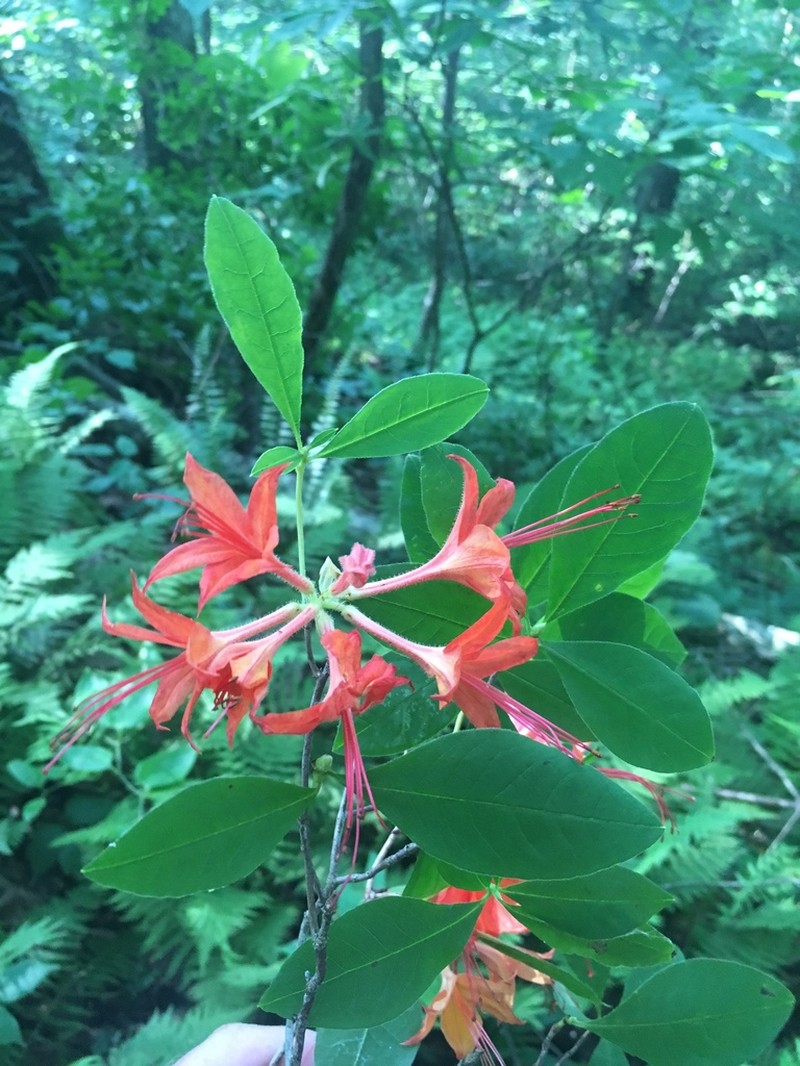Cumberland Rhododendron photo 5