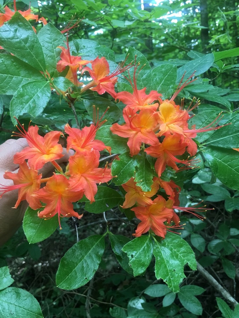 Cumberland Rhododendron photo 6