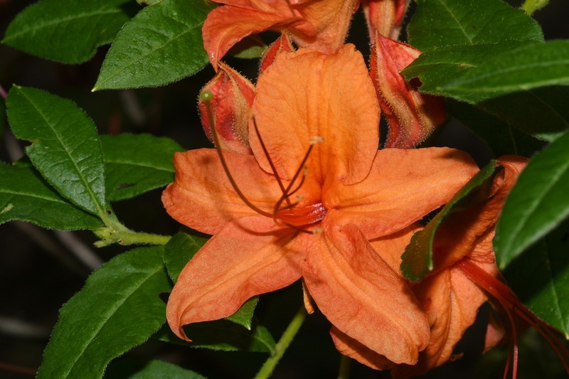 Cumberland Rhododendron photo 7