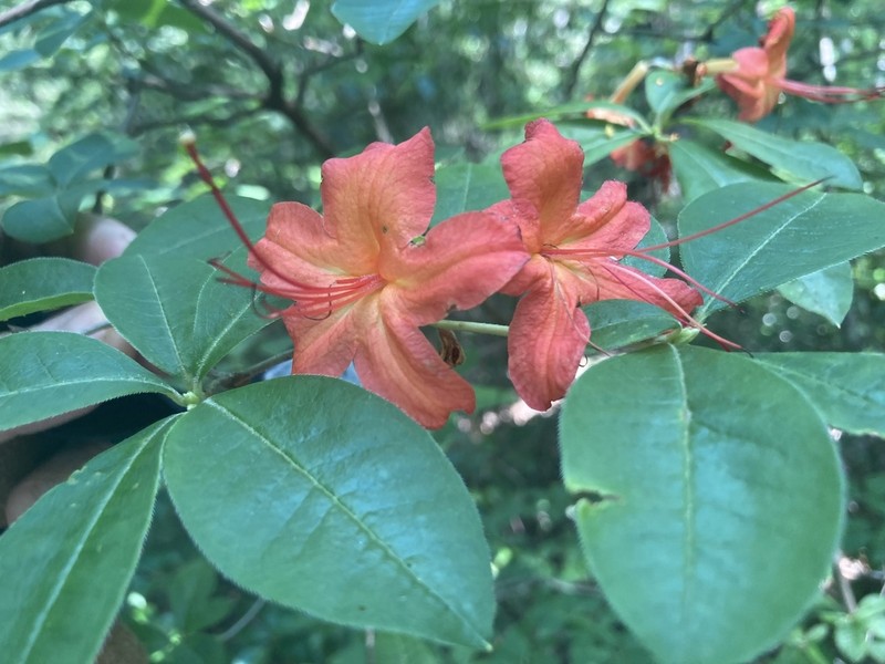 Cumberland Rhododendron photo 8