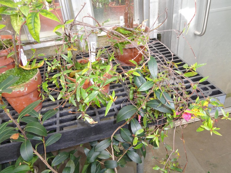 Rhododendron cuneatum