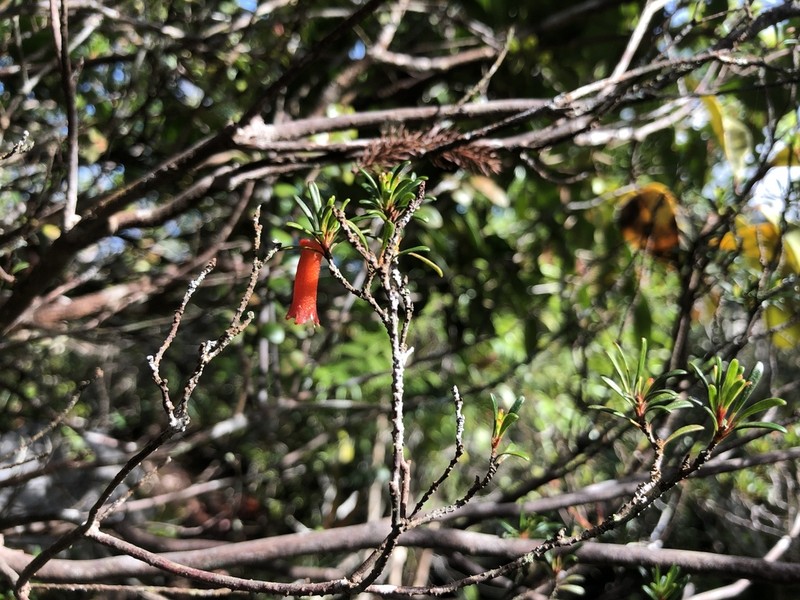 Rhododendron cuneifolium