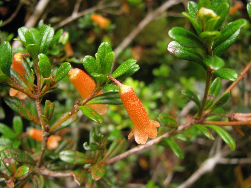 Rhododendron cuneifolium photo 2