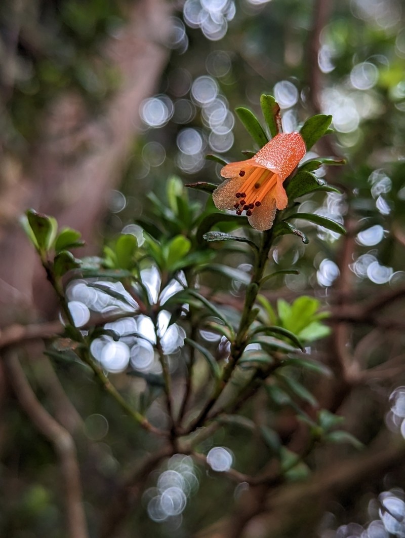 Rhododendron cuneifolium photo 3