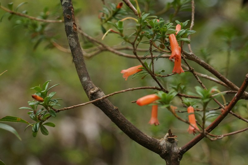 Rhododendron cuneifolium photo 4