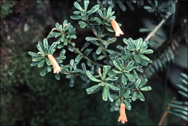 Rhododendron cuneifolium photo 5