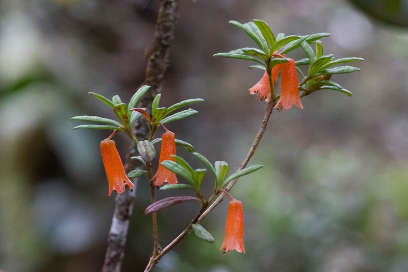 Rhododendron cuneifolium photo 6