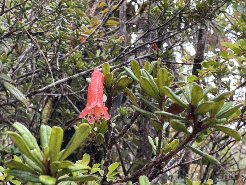 Rhododendron cuneifolium photo 7