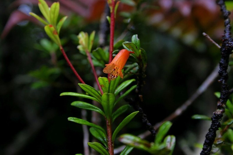 Rhododendron cuneifolium photo 8