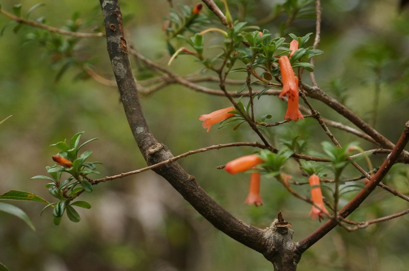Rhododendron cuneifolium var. cuneifolium photo 2