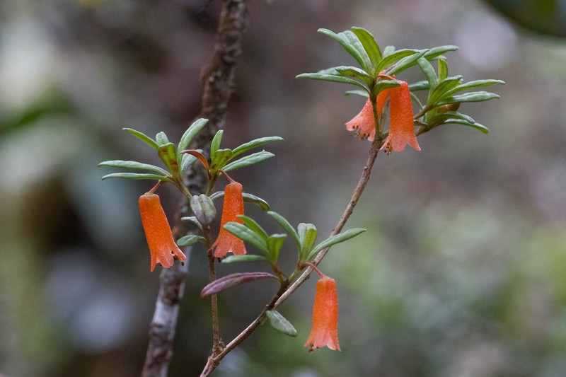 Rhododendron cuneifolium var. cuneifolium photo 3