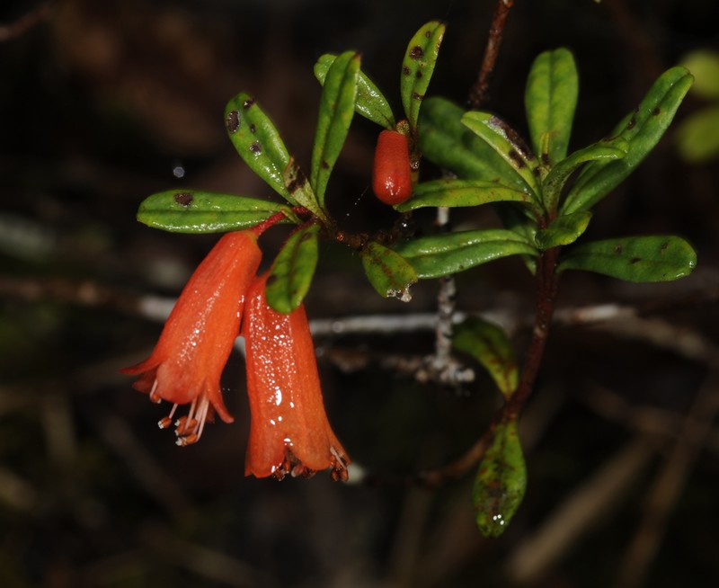 Rhododendron cuneifolium var. cuneifolium photo 4