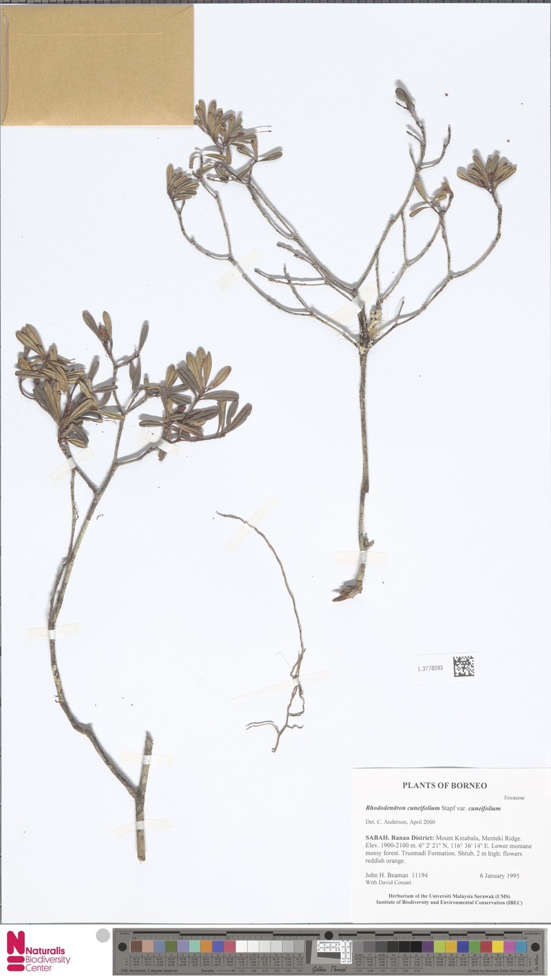 Rhododendron cuneifolium var. cuneifolium photo 5