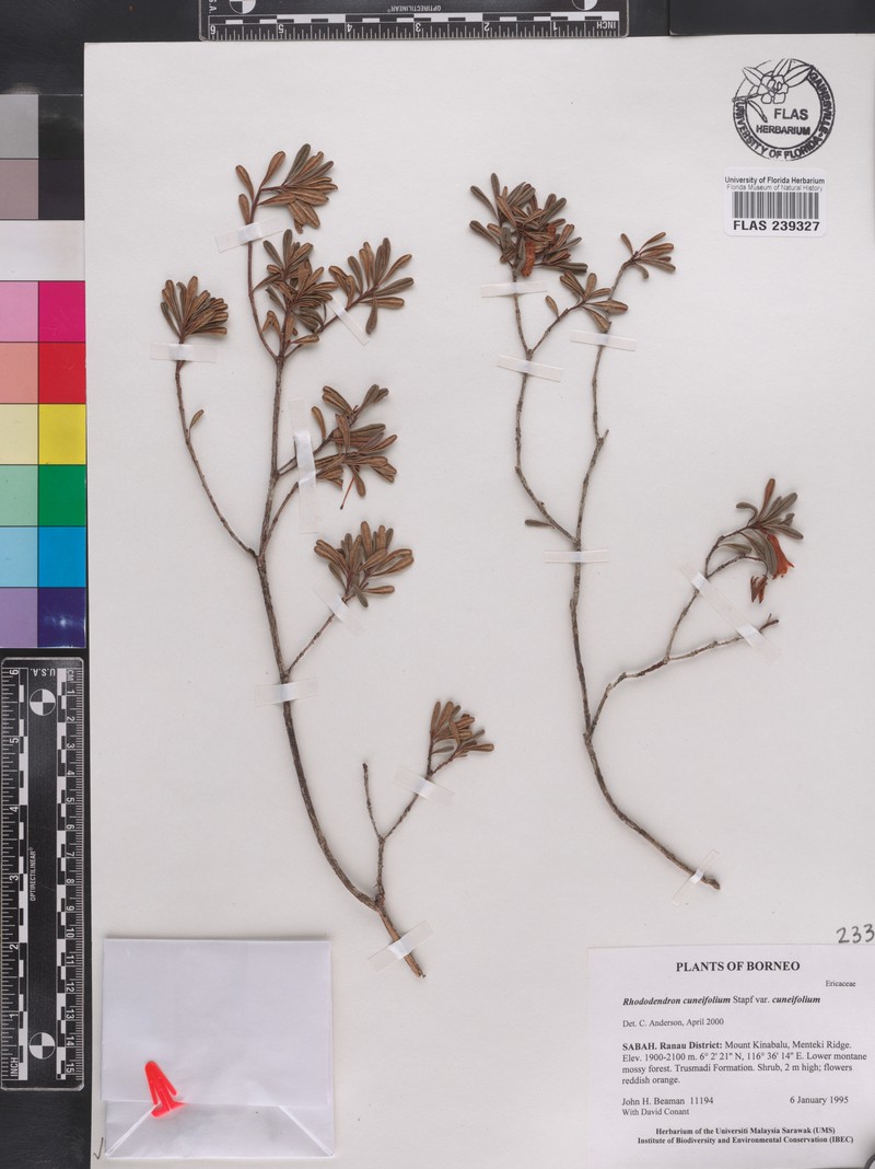 Rhododendron cuneifolium var. cuneifolium photo 6